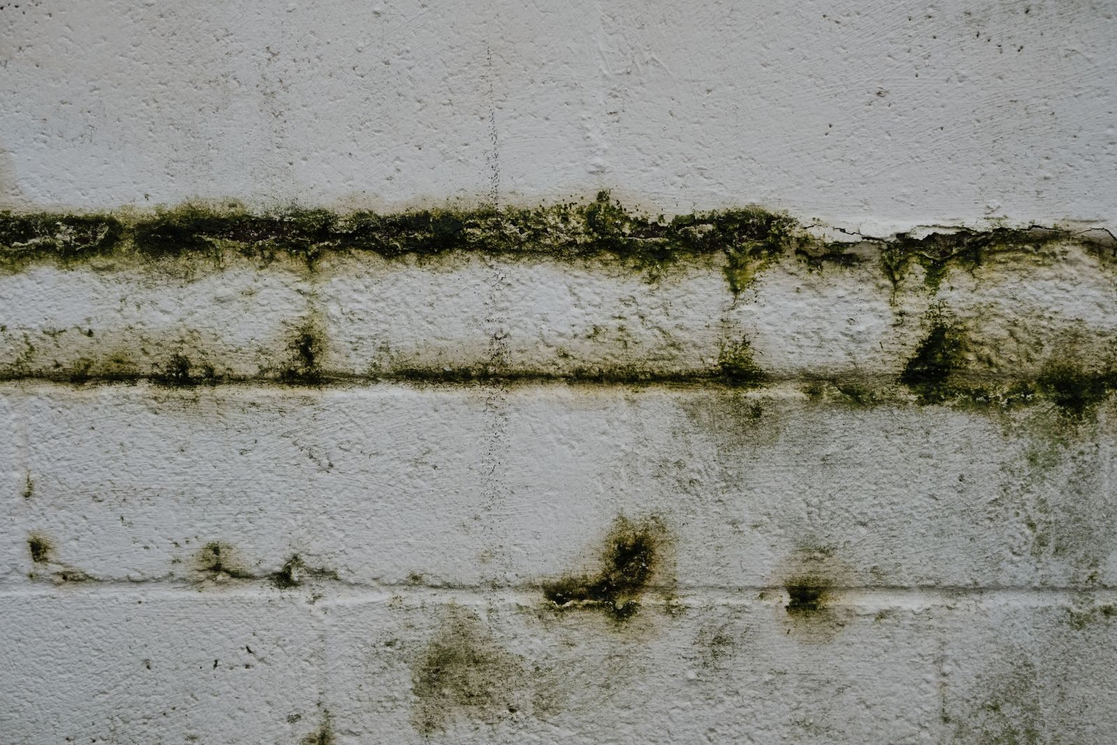 Mold Remediation in Fishers, IN